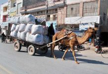 A camel cart holder on the way carrying huge sacks of dried grass.