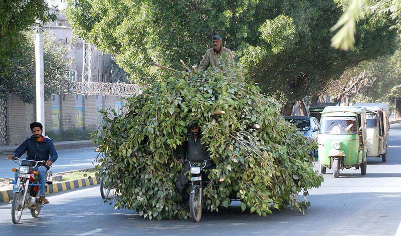 A motorcycle loader rickshaw on the way loaded with tree branches