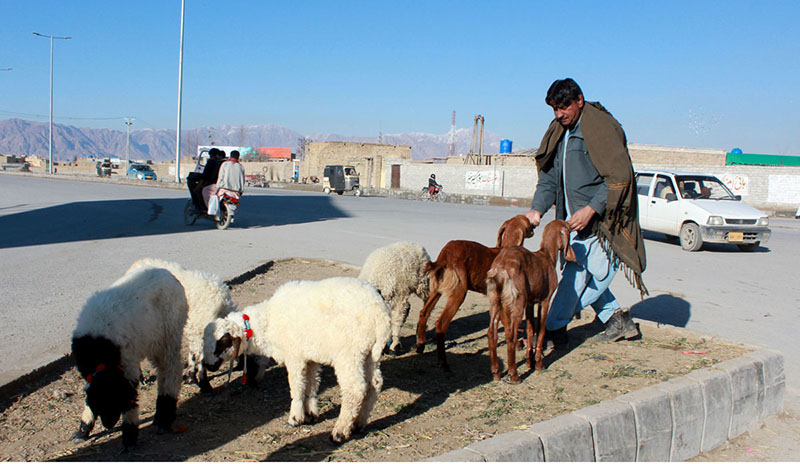 A livestock owner is waiting for customers at Kuchlak Road