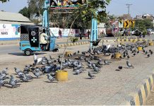 A flock of pigeon eating grain at jail road in the city