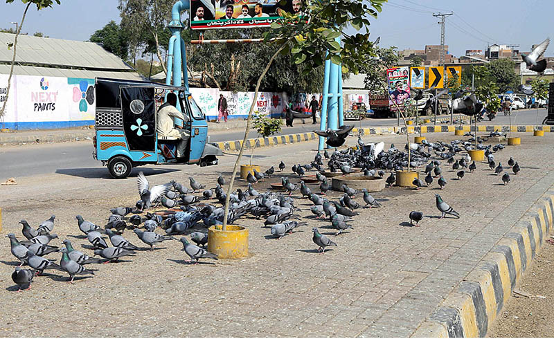 A flock of pigeon eating grain at jail road in the city
