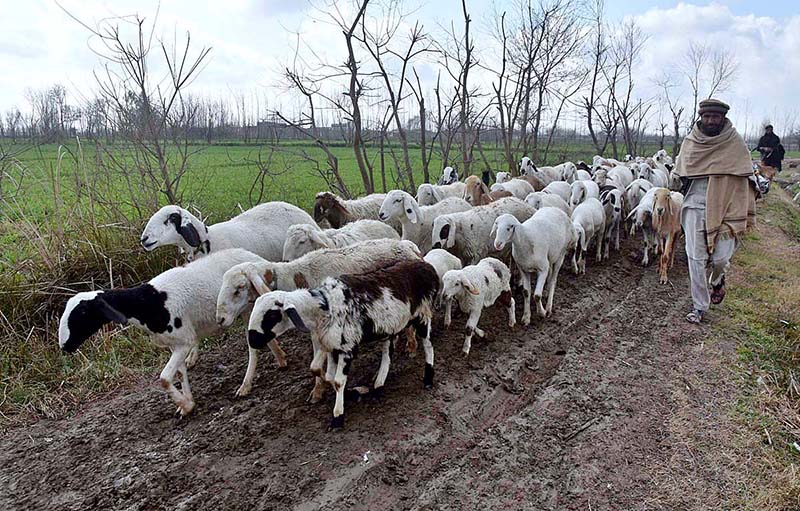 A man guarding a herd of sheep towards the grazing field near Charsadda Road