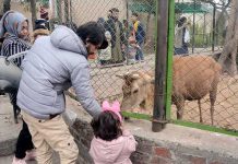 Families spending time with Animals and enjoying at Zoo during holiday.