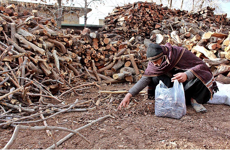 A man is collecting small pieces of wood to be used as fuel