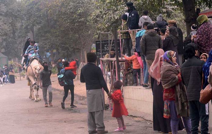 Children enjoying cradles and camel ride at zoo.