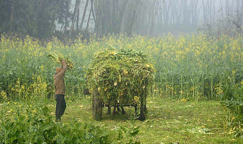 Farmer busy in loading green fodder on his buffalo cart near Motorway Toll Plaza