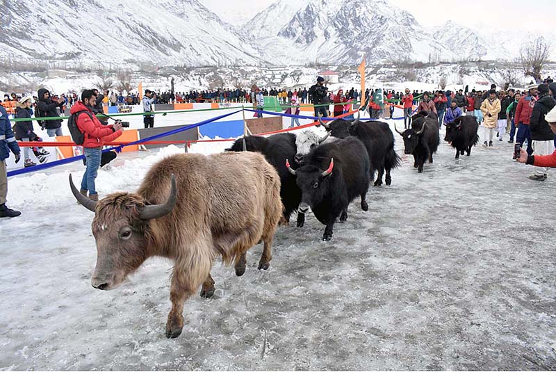 A view of mountain Yaks walk during the Baltistan RGUN Festival 2023 Ice Hockey final match between Skardu Anchan and K2