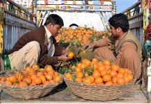 Workers cleaning Orange fruit for packing on the road side on a P-Cup Van