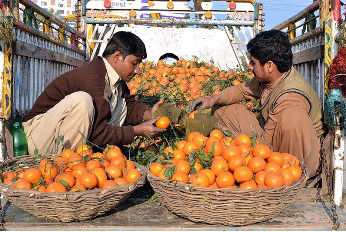 Workers cleaning Orange fruit for packing on the road side on a P-Cup Van
