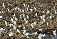 A large numbers of birds sitting on the garbage at Latifabad.