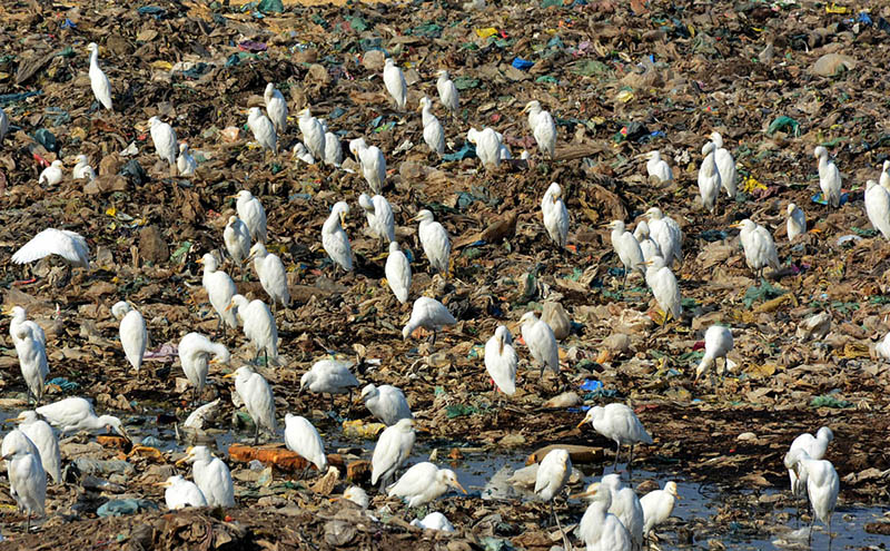 A large numbers of birds sitting on the garbage at Latifabad.