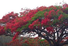 Balochistan govt to plant 0.3 mln trees during spring