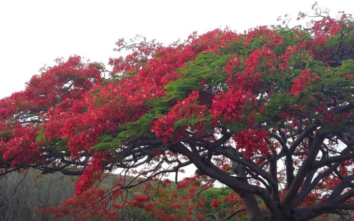 Balochistan govt to plant 0.3 mln trees during spring Balochistan govt to plant 0.3 mln trees during spring