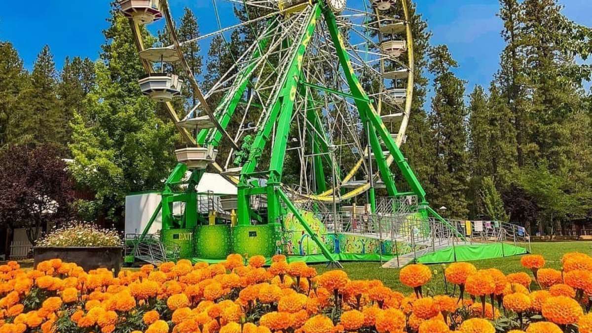 Over 60,000 flowers of different colours to be displayed in 3-day Marigold Festival