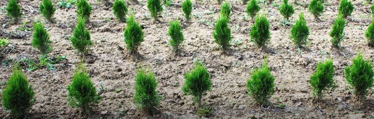 CDA plants over 150,000 trees in federal capital