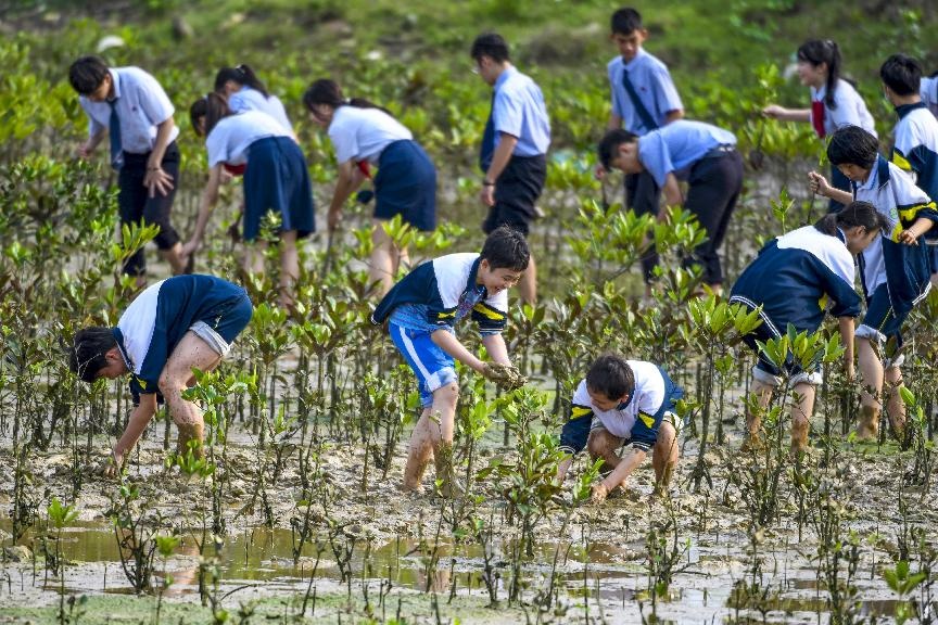 Chinese team helps restore mangrove forest in BalochistanÂ