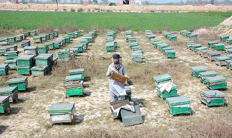 A worker is busy in his routine work at bee farm