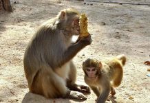 A monkey eating corn while sitting along the Margallah Road in Federal Capital