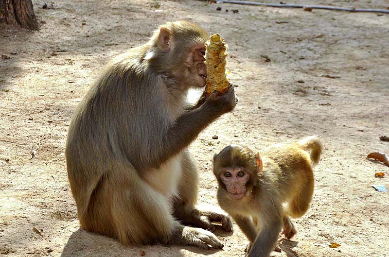 A monkey eating corn while sitting along the Margallah Road in Federal Capital