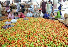 Labourers busy in packing the tomatoes in the wooden boxes at Vegetables Market