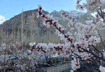An attractive and eye catching view of apricot flowers blooming on tree to mark the spring season
