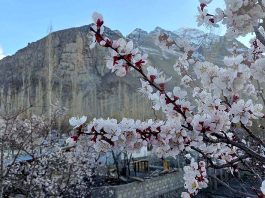 An attractive and eye catching view of apricot flowers blooming on tree to mark the spring season