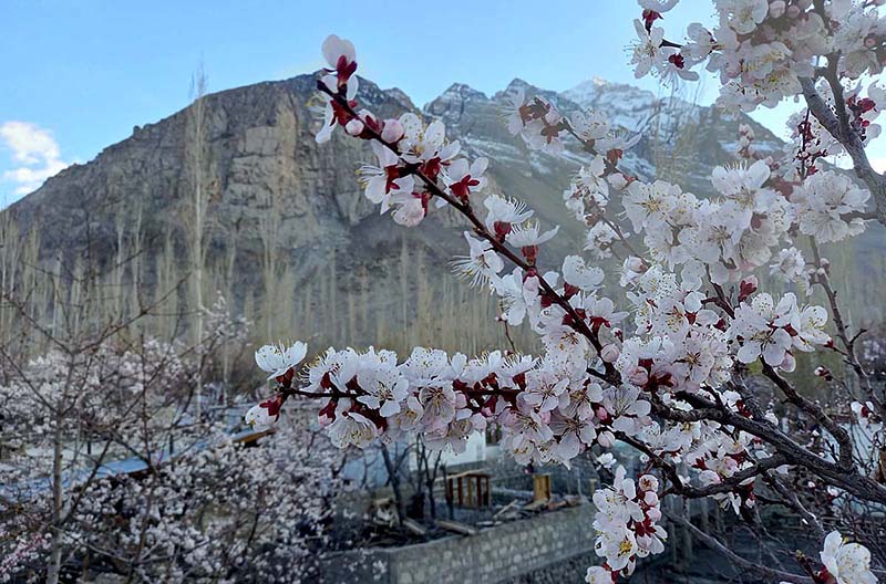 An attractive and eye catching view of apricot flowers blooming on tree to mark the spring season