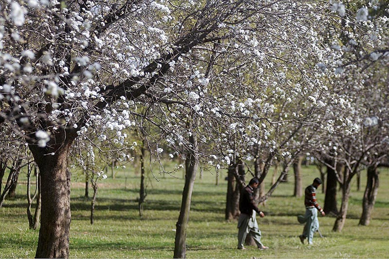 Springs arrived in Capital territory with blooming plums flowers at a park