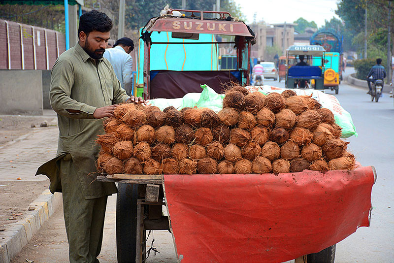 A vendor displaying coconuts to attract the customers at his roadside setup