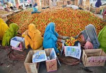 Labour women packing tomatoes in the wooden boxes in connection with World Women’s Day at Vegetables Market