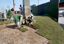 PDA workers busy in placing grass patches during maintenance of greenbelt at Suray Pull Chowk