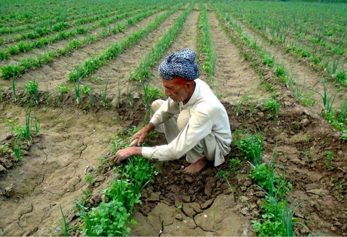 An old man busy in their work on his Field near Jhang Road