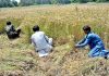 Farmers busy in harvesting wheat crop in their field at Tandojam area