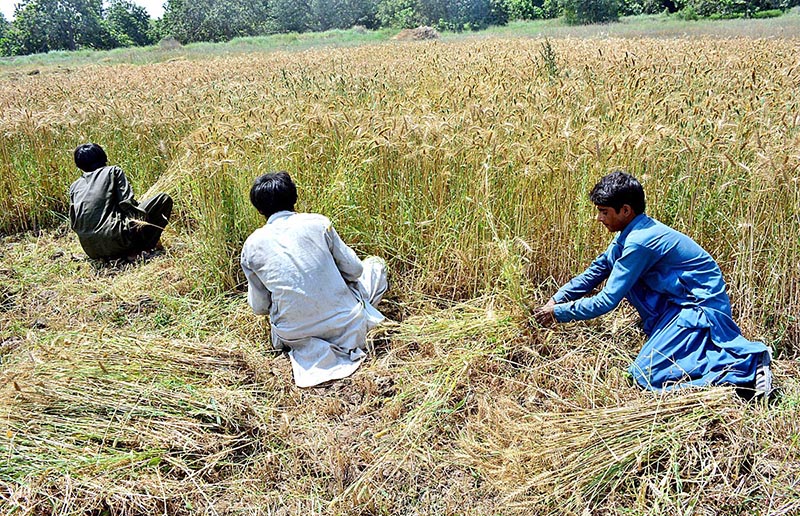 Farmers busy in harvesting wheat crop in their field at Tandojam area