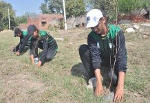 Students are planting tree saplings at Sargodha Board Office ground