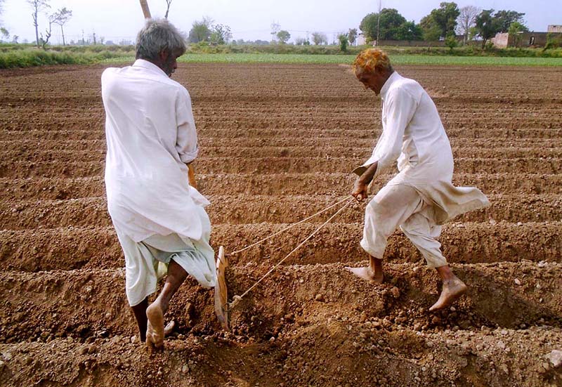 An old man busy in their work on his Field near Jhang Road