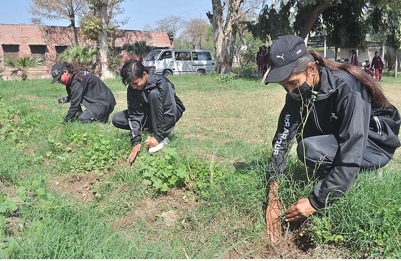 Students are planting tree saplings at Sargodha Board Office ground