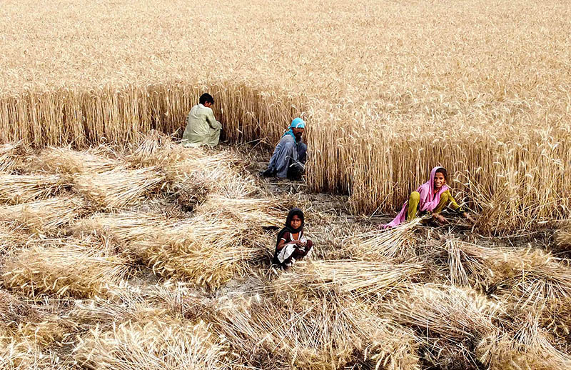 Farmers busy in harvesting the wheat crop in their filed at Husseinabad