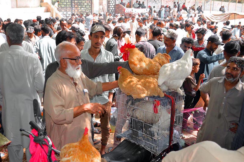 Street hawker selling roosters as he displayed in a cage on his motorbike to attract the customers in Friday bazaar at fort ground