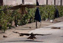 A Kite picks a piece of meat thrown by people as mercy