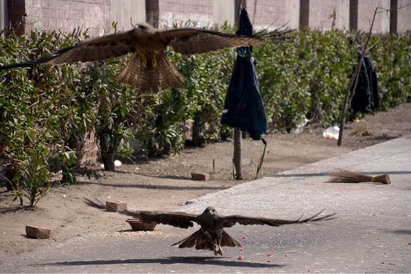 A Kite picks a piece of meat thrown by people as mercy