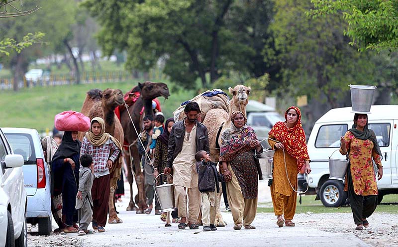 A nomad family along with their camels searching customers to sell camel milk in Federal Capital.