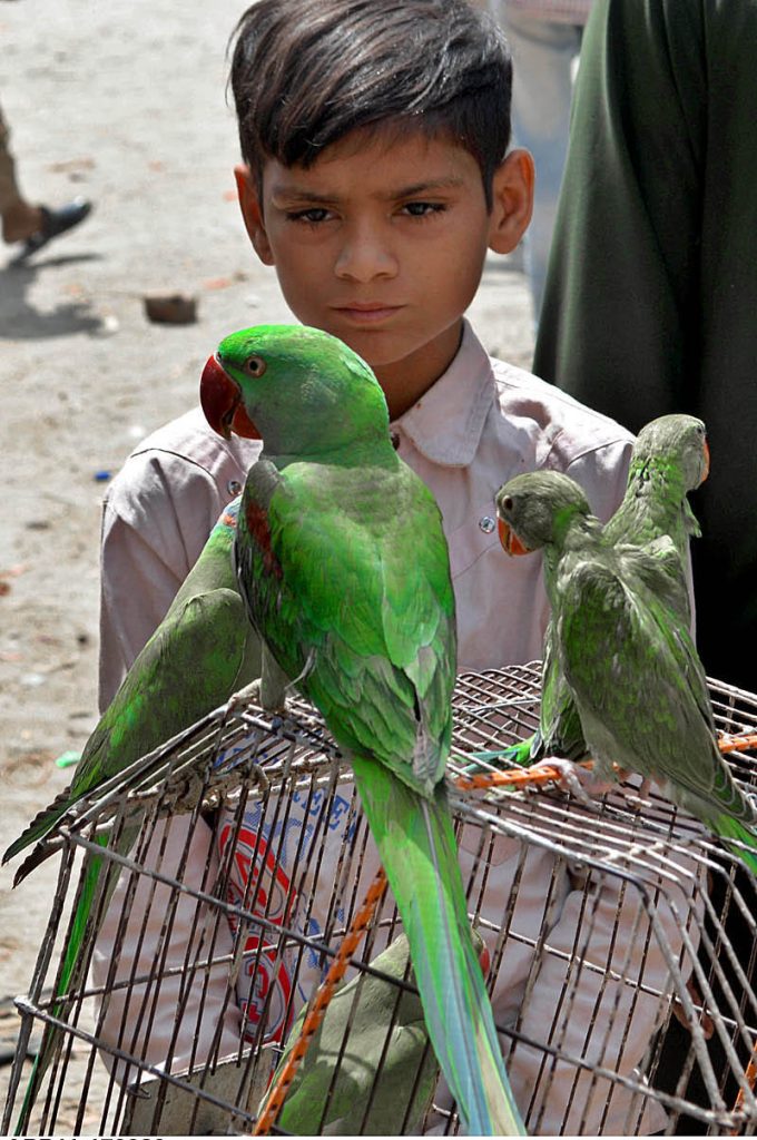 Street hawker selling roosters as he displayed in a cage on his motorbike to attract the customers in Friday bazaar at fort ground