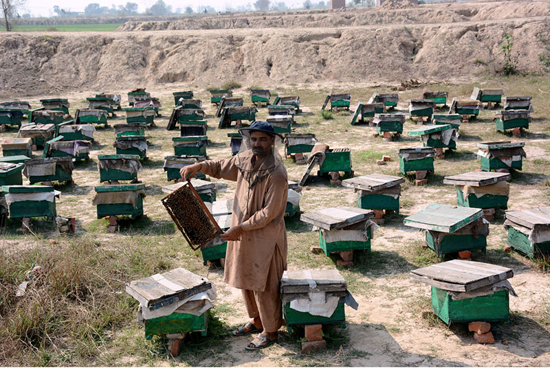 A farmer busy in collecting honey at his bee farm to sell it in the market