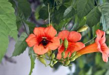 Honey bee extracting nectar from the seasonal flowers