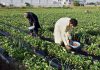 Farmers are collecting strawberries from their farm field for selling in fruit market.