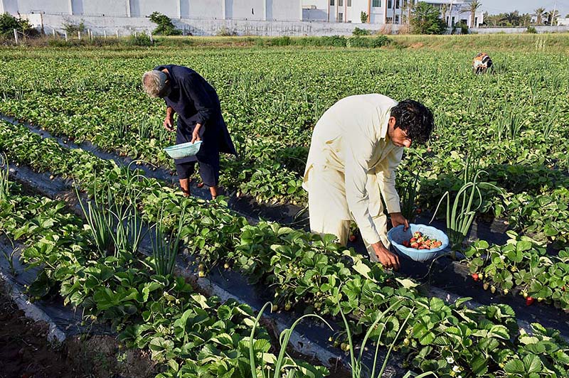 Farmers are collecting strawberries from their farm field for selling in fruit market.