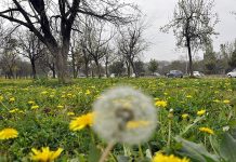 Flowers flourishing and blossoming to mark the Spring Season in Federal Capital at Islamabad Highway