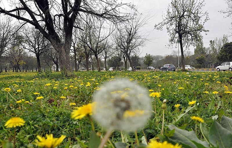 <em>Flowers flourishing and blossoming to mark the Spring Season in Federal Capital at Islamabad Highway</em>