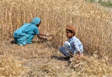 Farmer family busy in harvesting wheat crop in their field at Tandojam area